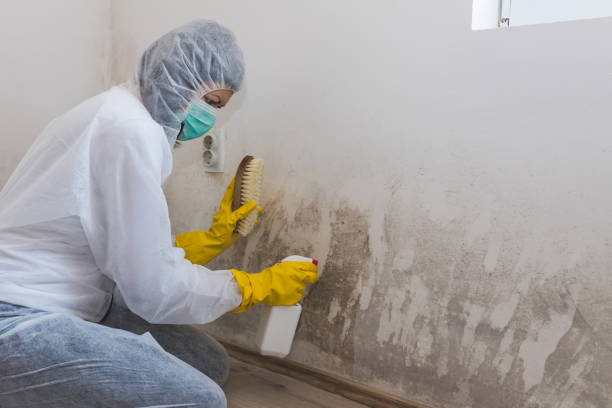 Best Emergency Mold Remediation in Little Cypress, TX