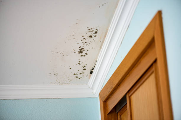 Best Commercial Mold Remediation in Little Cypress, TX