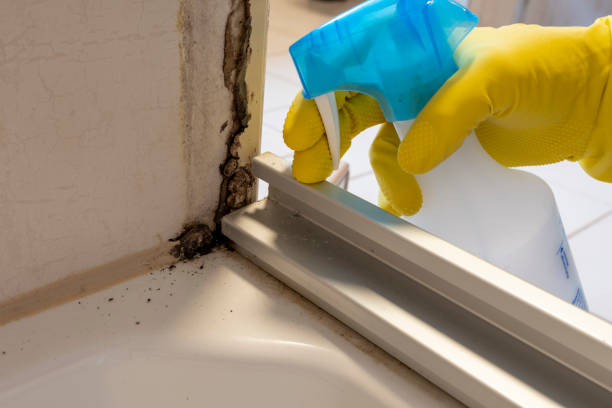 Professional Mold Remediation in Little Cypress, TX