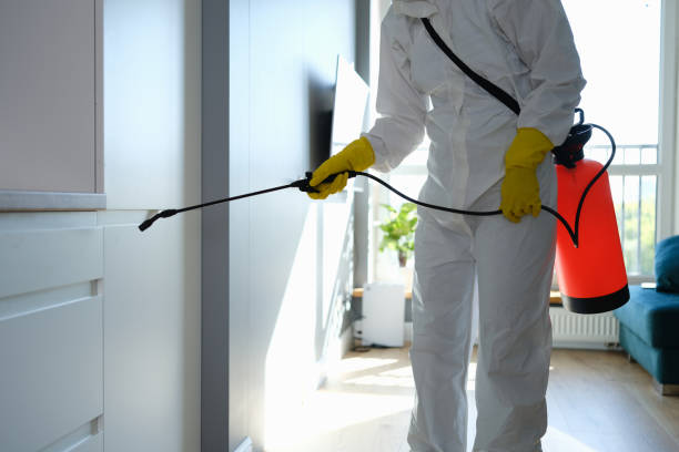 Best Industrial Mold Remediation in Little Cypress, TX