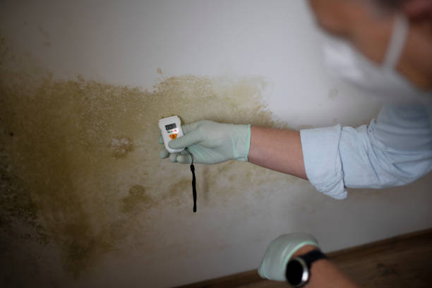Best Attic Mold Remediation in Little Cypress, TX