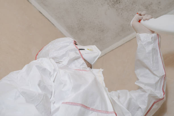 Best Basement Mold Remediation in Little Cypress, TX