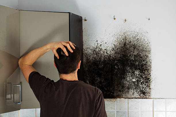 Best Crawl Space Mold Remediation in Little Cypress, TX