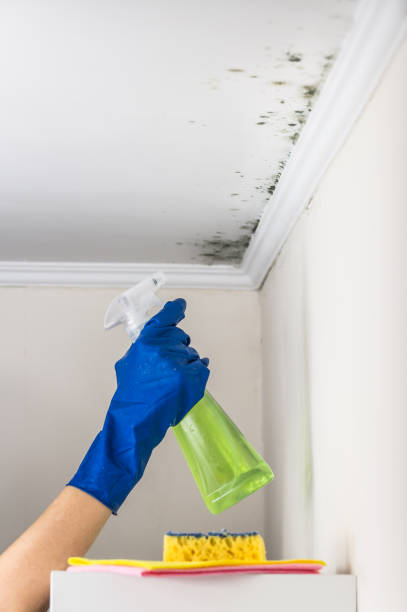 Little Cypress, TX Mold Remediation Company